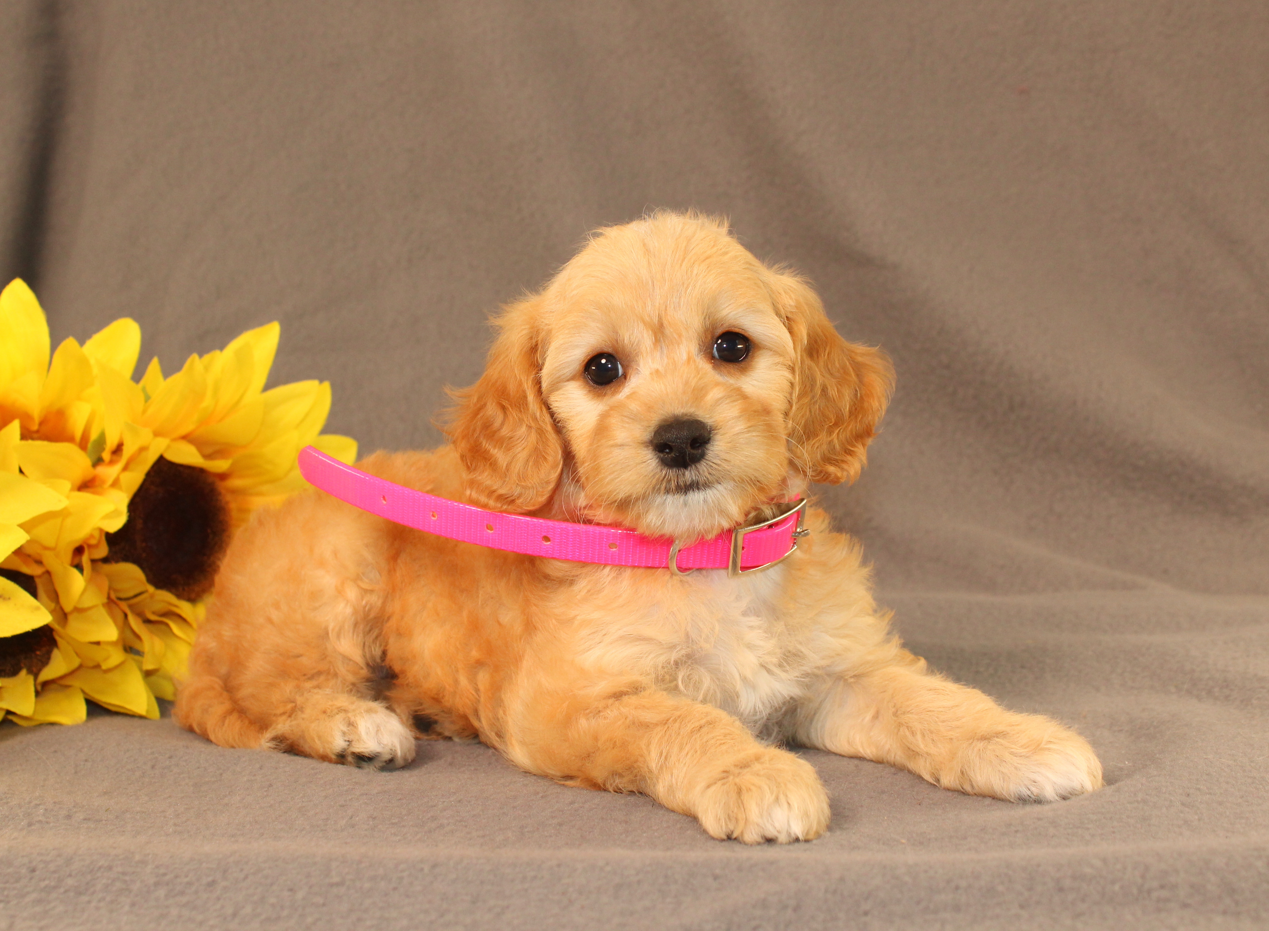 puppy, for, sale, Mini Cavagoldendoodle, Ivan J. Stoltzfus, dog, breeder, Dornsife, PA, dog-breeder, puppy-for-sale, forsale, nearby, find, puppyfind, locator, puppylocator, aca